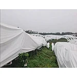 What is the Best Nonwoven Fabric to Cover Plants from Frost? A Comprehensive Guide for Gardeners